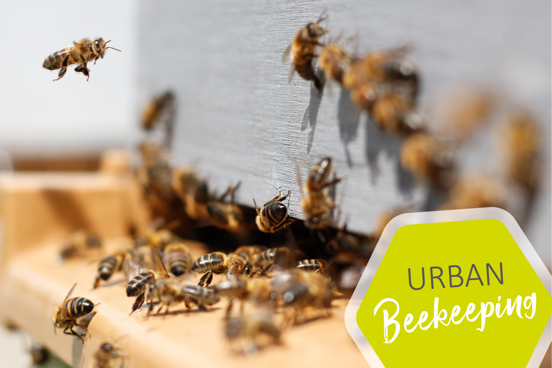 Urban Beekeeping im Urban Living Berlin